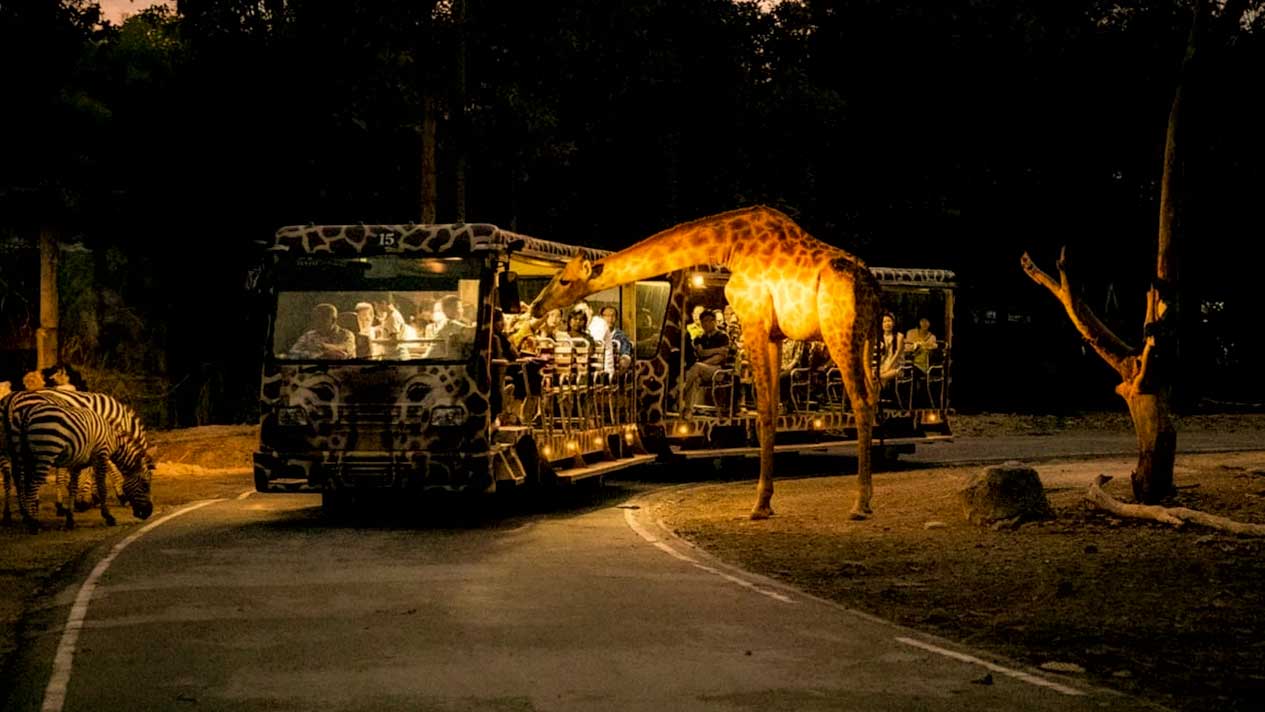 Chiang Mai Night Safari