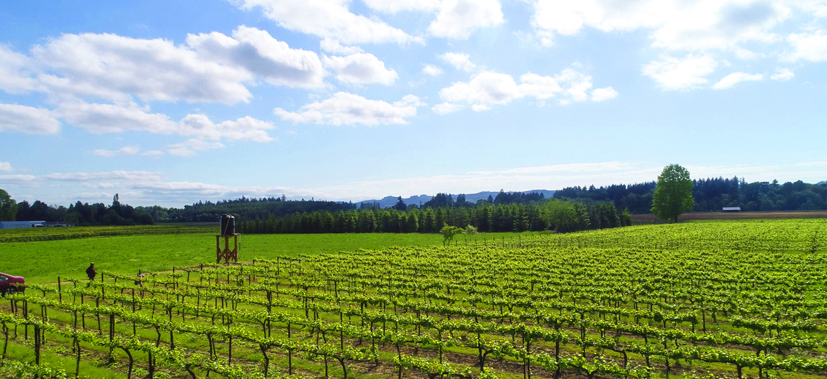 willamette valley